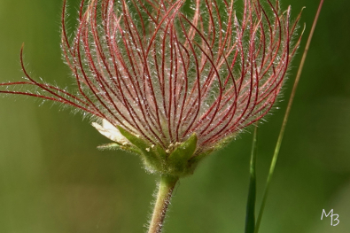 Marian Buurman - Wildemanskruid   (Wallis, Zwitserland) - 23.6.18;juni;Zwitserland; vakantie; bloemen; Flora;